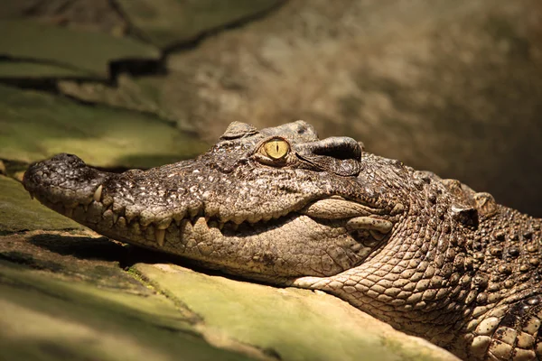 Krokodil — Stockfoto