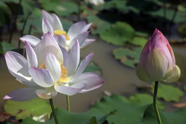 Lotus — Stock Photo, Image