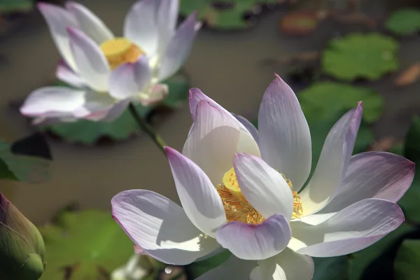 Lotus — Stock Photo, Image