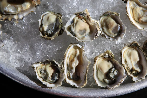 Opened oysters on ice — Stock Photo, Image