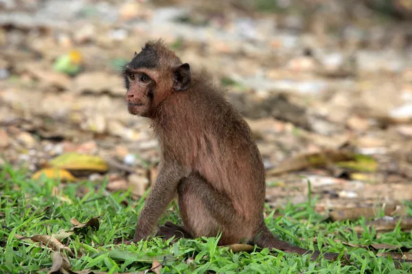 Monkey — Stock Photo, Image