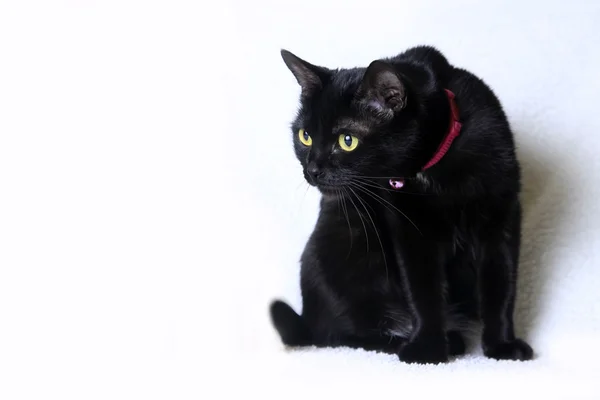 Schwarze Katze — Stockfoto