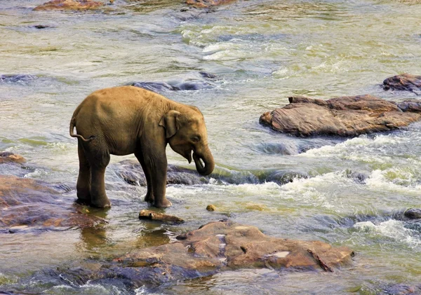 Kleine olifant — Stockfoto