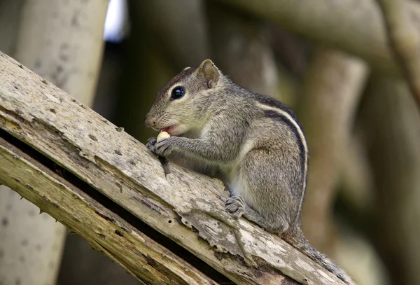 Squirrel — Stock Photo, Image