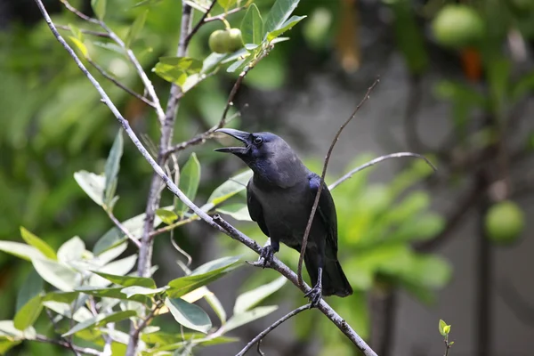 Schwarzer Vogel auf Baum — Stockfoto