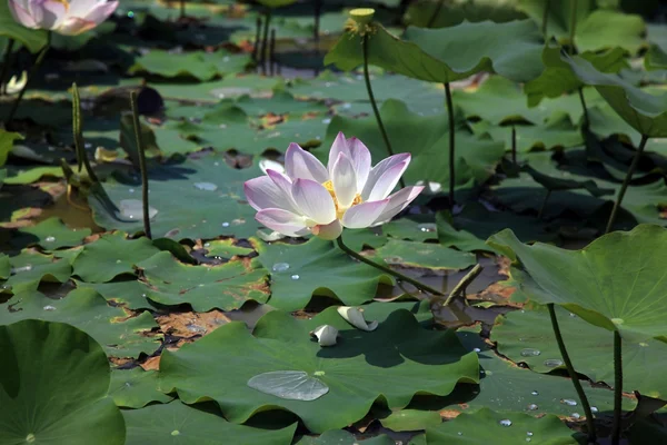 Lotus — Stockfoto