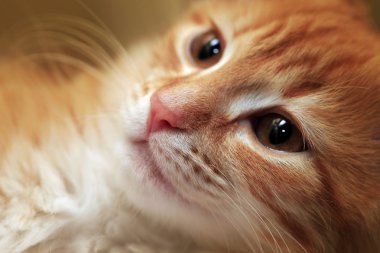 Genç bir kedinin portresi