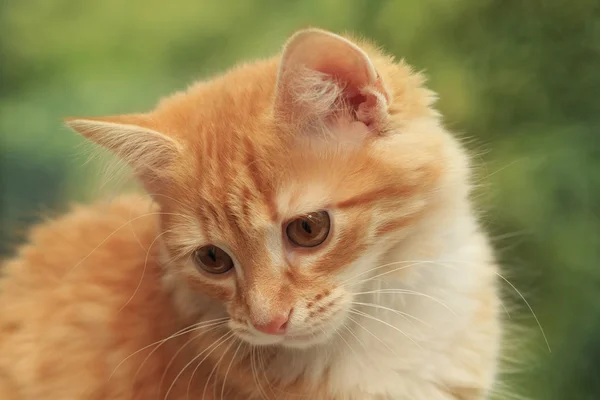 Genç bir kedinin portresi — Stok fotoğraf