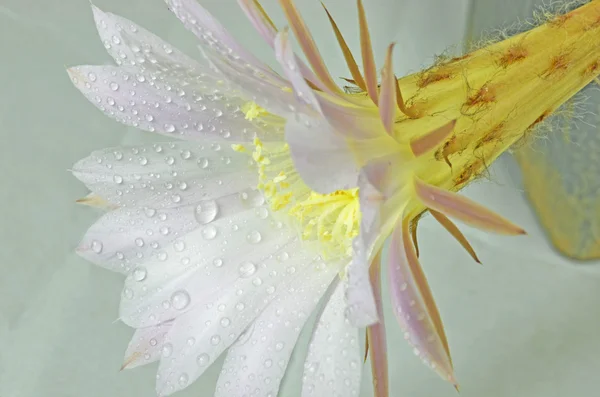 サボテンの花 — ストック写真