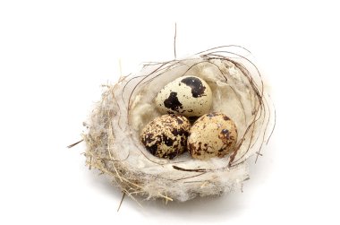 Yumurtalı kuş yuvası