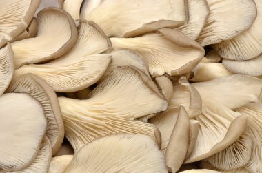 yemeklik doğranmış mantar