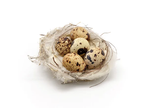 Bird nest with eggs Stock Image
