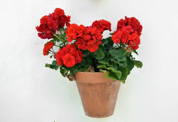 Geranio in vaso sulla parete, Andalusia — Foto Stock