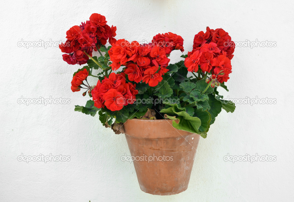 potted geranium on the wall, Andalusia