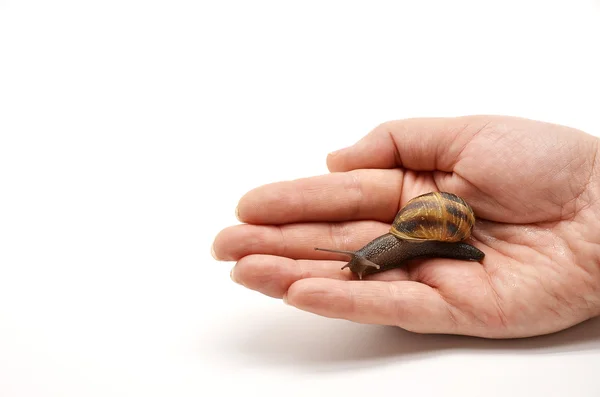 Snigel på kvinnans hand — Stockfoto