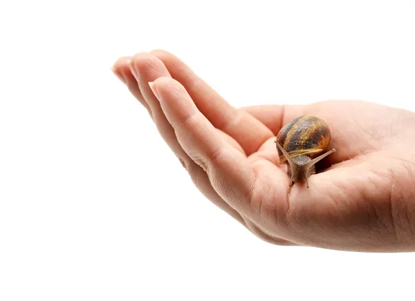 Snigel på kvinnans hand — Stockfoto