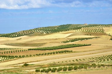 alan Endülüs zeytin ağaçları