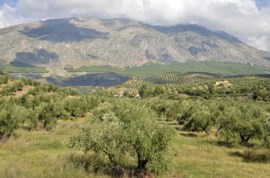 jaen ve sierra magina, andalucia de zeytinlik