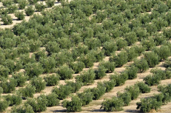 Rows of olives in Andalusia — Stock Photo, Image