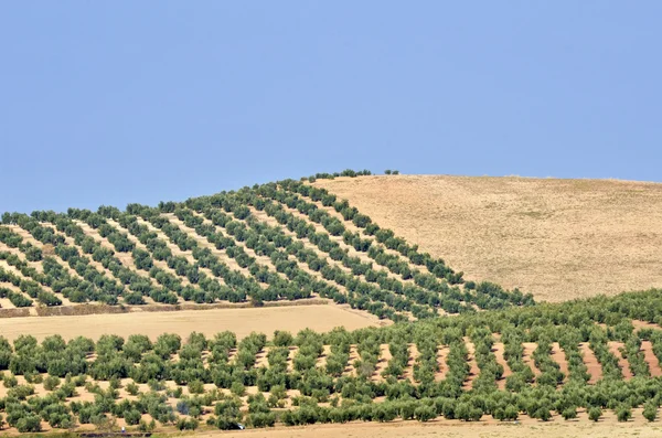 Field of olive trees in Andalusia — Stock Photo, Image