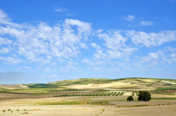 Поле оливковых деревьев в Андалусии — стоковое фото
