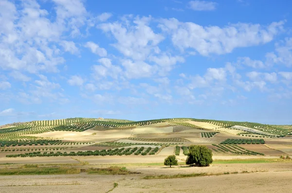 Поле оливковими деревами в Андалусії — стокове фото