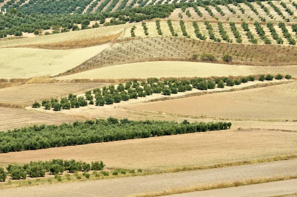 Campo di ulivi in Andalusia — Foto Stock