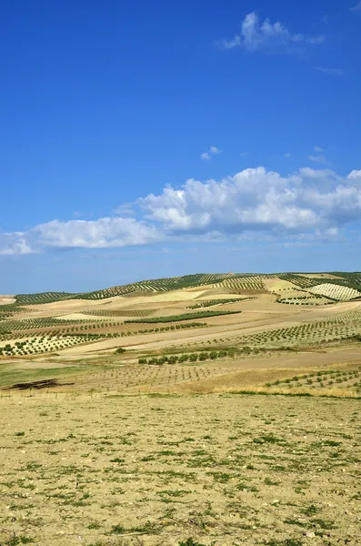 Campo de oliveiras na Andaluzia — Fotografia de Stock