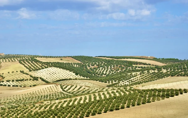 Campo de oliveiras na Andaluzia — Fotografia de Stock