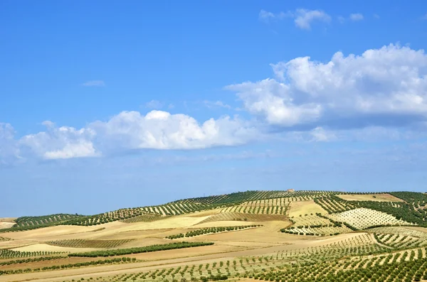 Field of olive trees in Andalusia — Stock Photo, Image