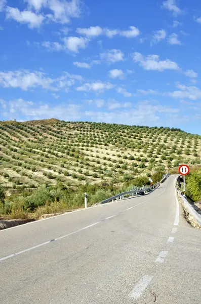 Estrada rural entre oliveiras na Andaluzia — Fotografia de Stock