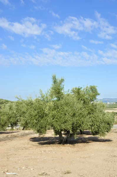 Olivové háje v jaen, Andalusie — Stock fotografie