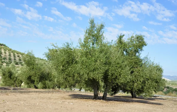 Оливковые рощи в Хаене, Андалусия — стоковое фото