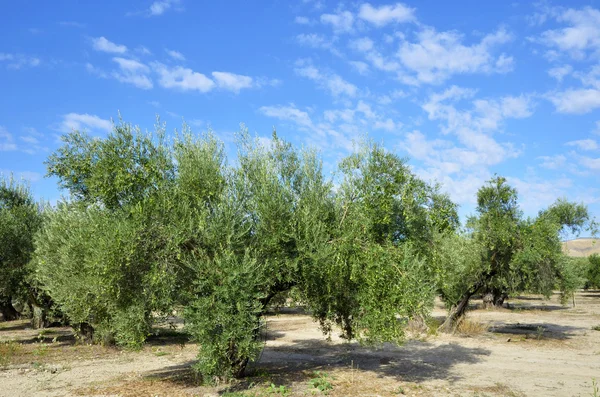 Olive groves in Andalucia — Stock Photo, Image