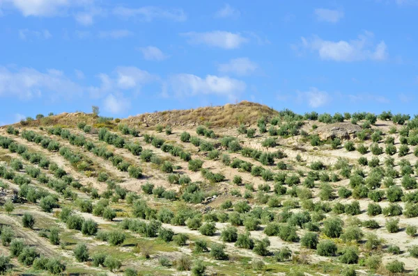 Řádky oliv v Andalusii — Stock fotografie