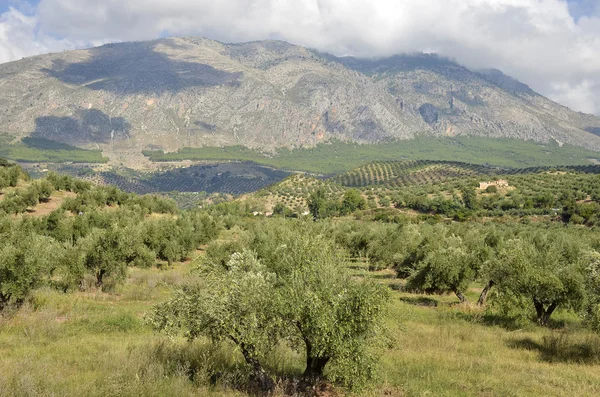 Olive groves in Jaen and Sierra Magina, andalucia — Stock Photo, Image