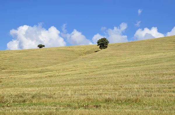 View of a field in autumn with oaks — Stock Photo, Image