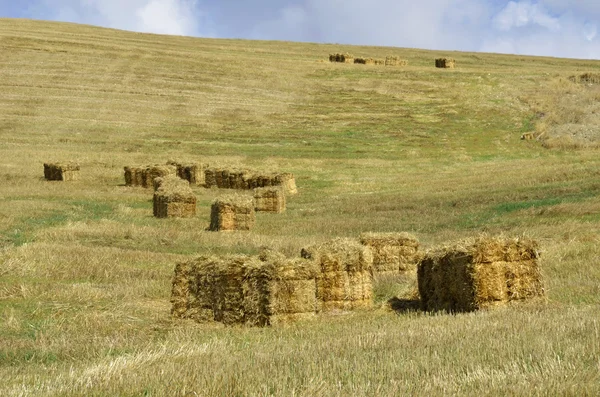 Straw bales in the countryside — Stock Photo, Image