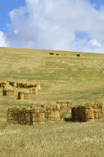 Straw bales in the countryside — Stock Photo, Image