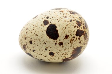 Bıldırcın yumurta