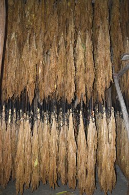 Kuru Tütün yaprağı