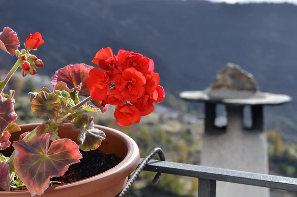 Geranium of Capileira in La Alpujarra, Granada, spain — Stock Photo, Image