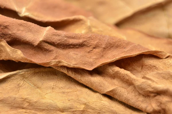 Leaf dry snuff — Stock Photo, Image