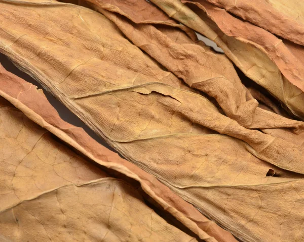 Leaf dry snuff — Stock Photo, Image