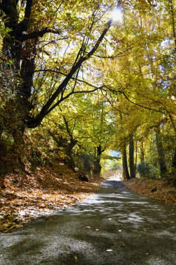 sonbahar yol