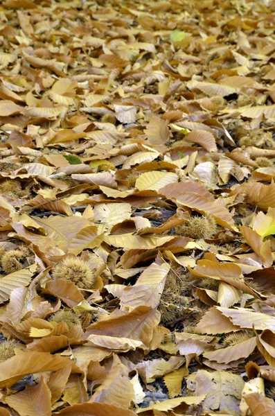 Feuilles de châtaignier sur le sol — Photo