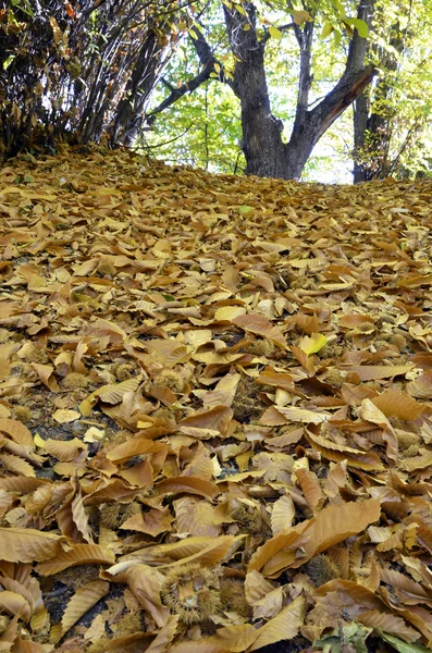 Feuilles de châtaignier sur le sol — Photo