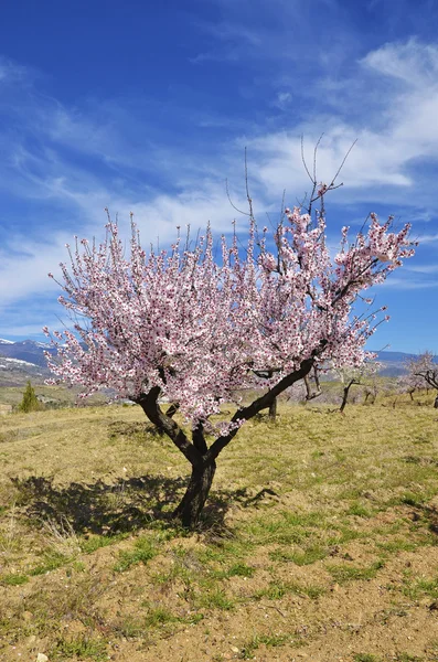 Campo de flores de almendras —  Fotos de Stock