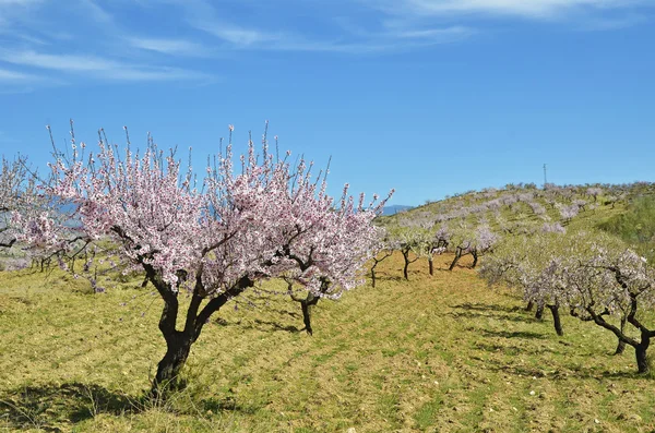 Field of almond blossoms — Stock Photo, Image