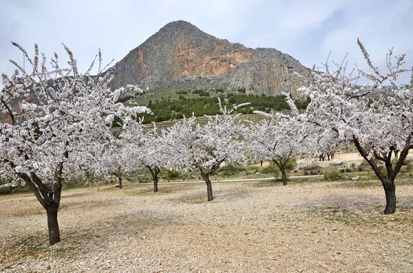 Field of almond blossoms, Zujar — Stock Photo, Image